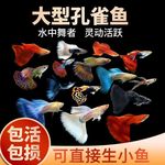孔雀鱼观赏鱼热带小型淡水冷水好养耐活花鳉凤尾鱼苗宠物孕母批发