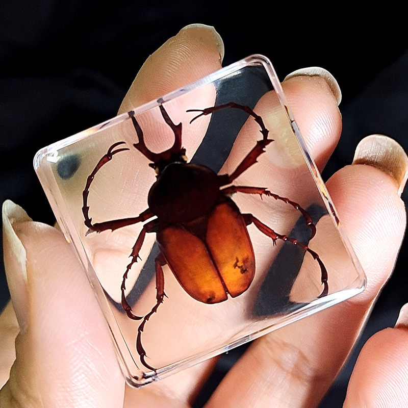 노란 광대사슴뿔 꽃 거북이