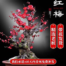 红梅花盆栽树苗阳台绿梅苗花卉庭院地栽四季耐寒植物老桩盆景腊梅