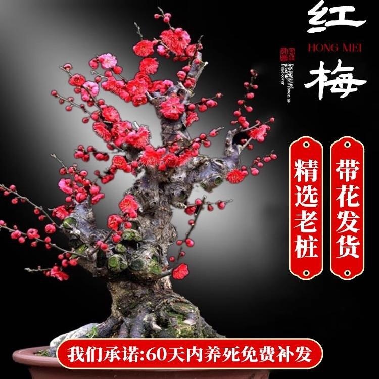 红梅花盆栽树苗阳台绿梅苗花卉庭院地栽四季耐寒植物老桩盆景腊梅