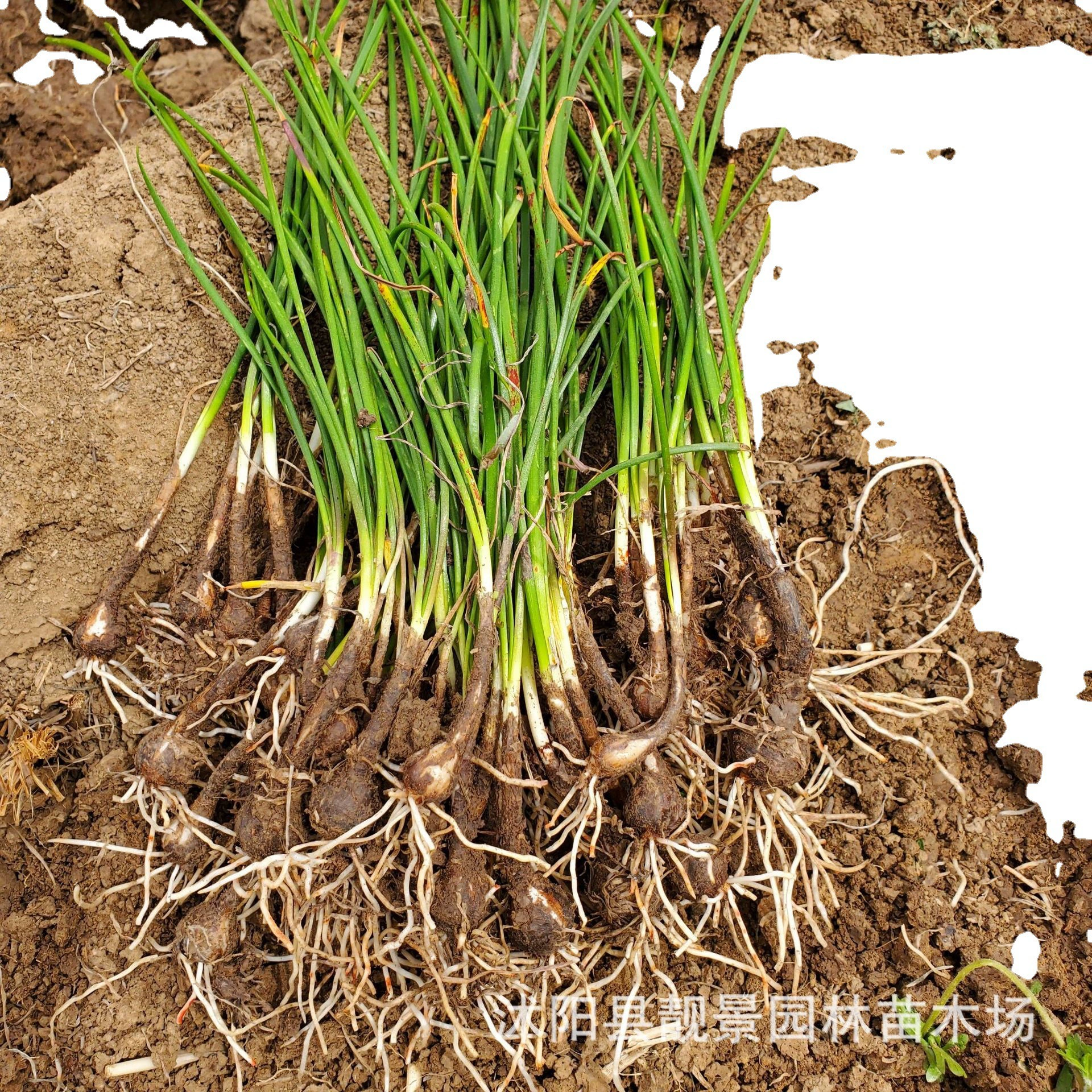 Рассада лука орхидей оптом травянистая Цветочная База Объем самопродажи из выгоды зеленого лука саженцы лотоса цена качество
