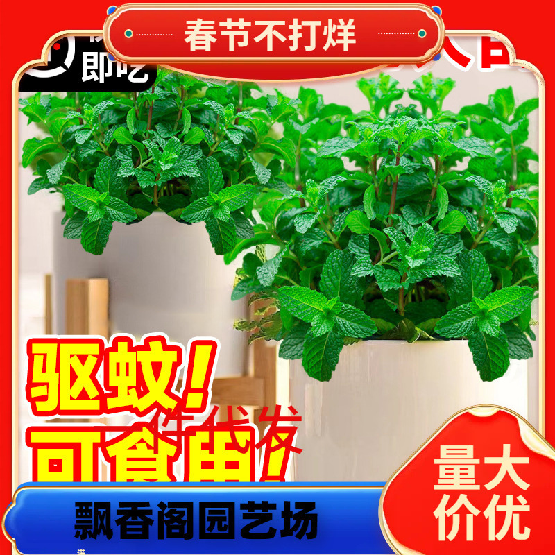 Dropshipping Mint Potted Edible Large Seedlings Indoor Mosquito Repellent Green Plant Rosemary All Year Round Herb Plant Lemon