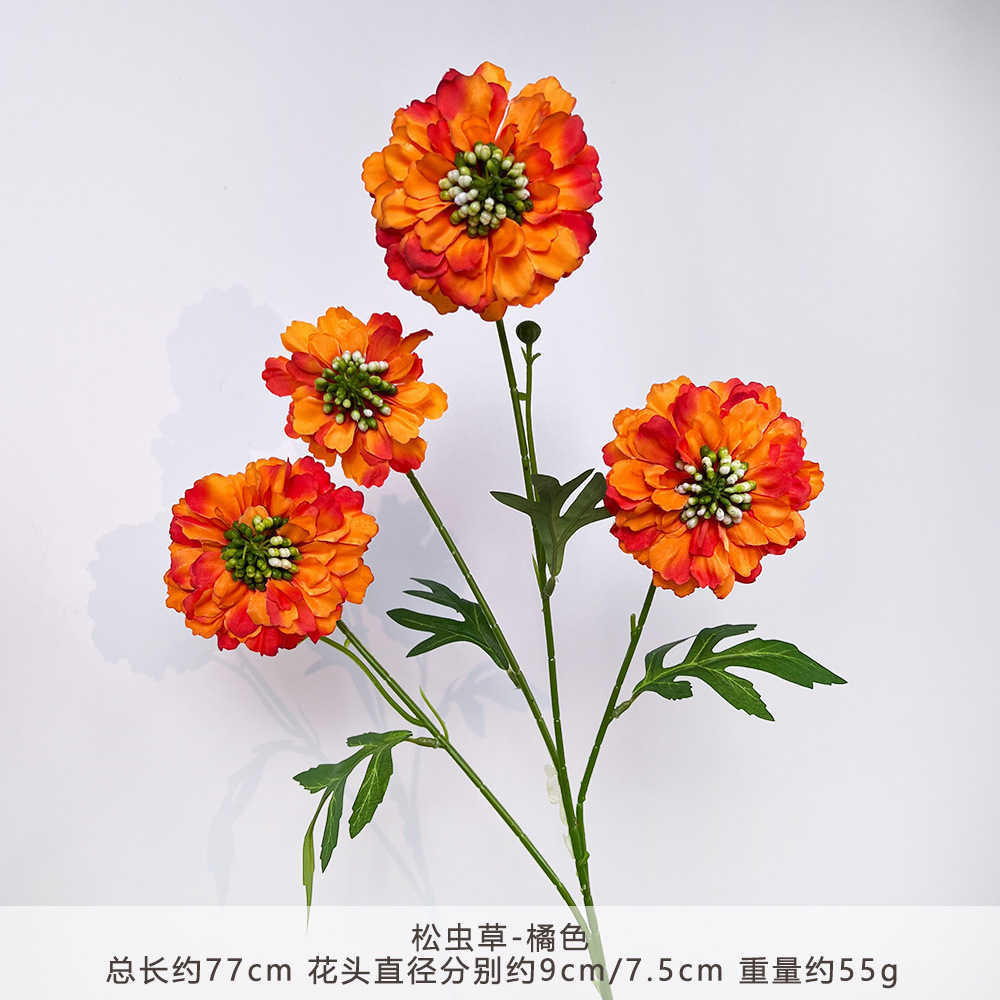YN-Cordyceps sinensis-cam