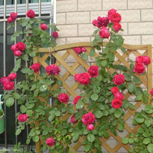 �����ٱ�ֲ�������¼����Ԅe��ͥԺ�����Nޱ�ļ��_���¼�����