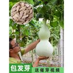 大葫芦种子巨型葫芦籽种苗盆栽大全八宝蚂蚁肚文玩手捻小葫芦种子