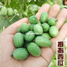 Ĵָ���ϷN�����ջ��Z��������S�ϴ���߮a�����ļ������߲˷N��