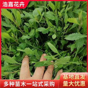 Verbena/Flower Seedlings Perennial Perennial Grass Flower Landscape Greening Flower Sea Wedding Photography Flower Seedlings