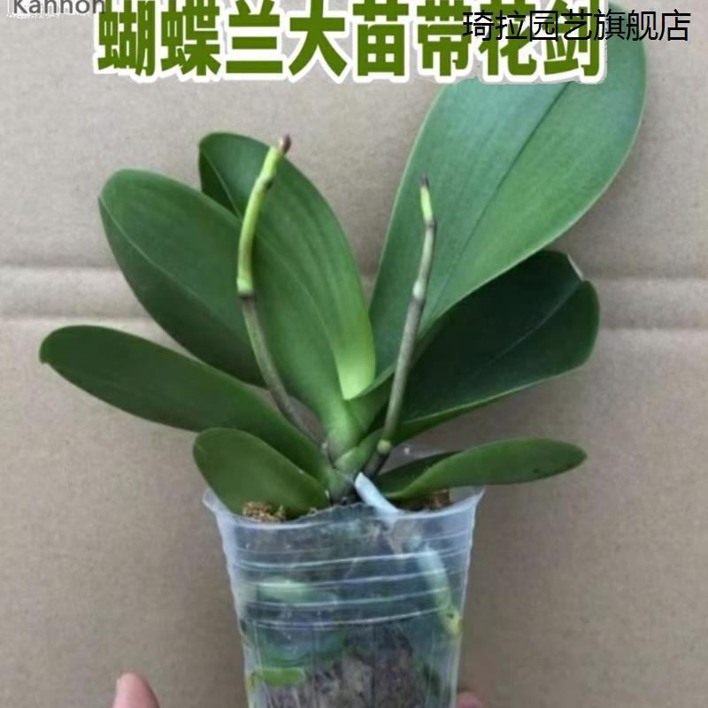 Phalaenopsis with Buds, Four-Season Flower Sword, Large Seedling Orchid Potted Green Plant, Indoor Living Room, Blooms Continuously and Is Easy to Maintain