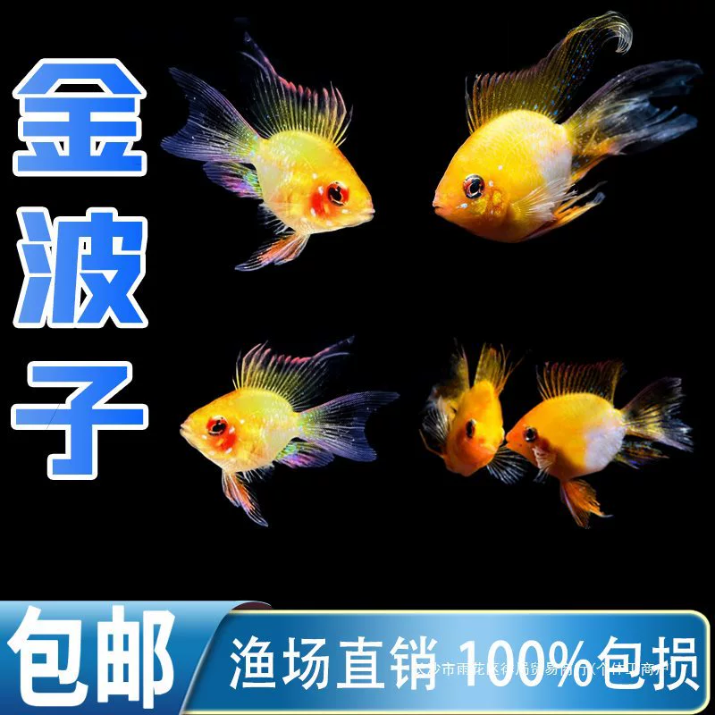 Живые декоративные рыбы Jinbozi — феникс (Avatar/Pikachu), молодь 1–3 см, поштучно и в наборах
