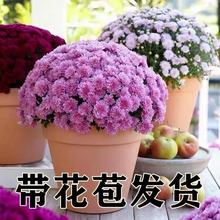 菊花盆栽带花苞花苗九月菊千头菊四季开花球菊室内外好养花卉植物