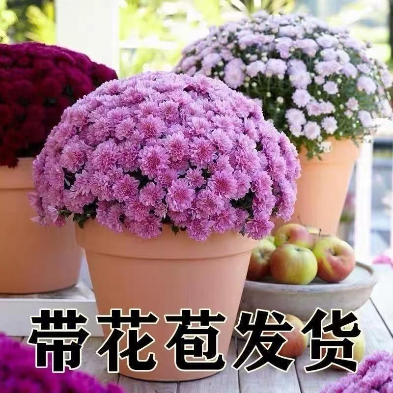 菊花盆栽带花苞花苗九月菊千头菊四季开花球菊室内外好养花卉植物