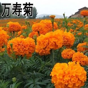 Marigold Seeds Are Short and Easy to Grow in All Seasons, Roadside Flower Beds, Lazy People, Outdoor Courtyards, Indoor Drought-Resistant and Heat-Resistant Grass Flowers