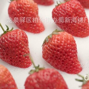 Strawberry Sponge Packaging/Strawberry Buffer Sponge Packaging/Strawberry Loss Prevention Sponge Packaging Strawberry Sponge Lining