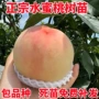 地栽种植盆栽特大桃树苗