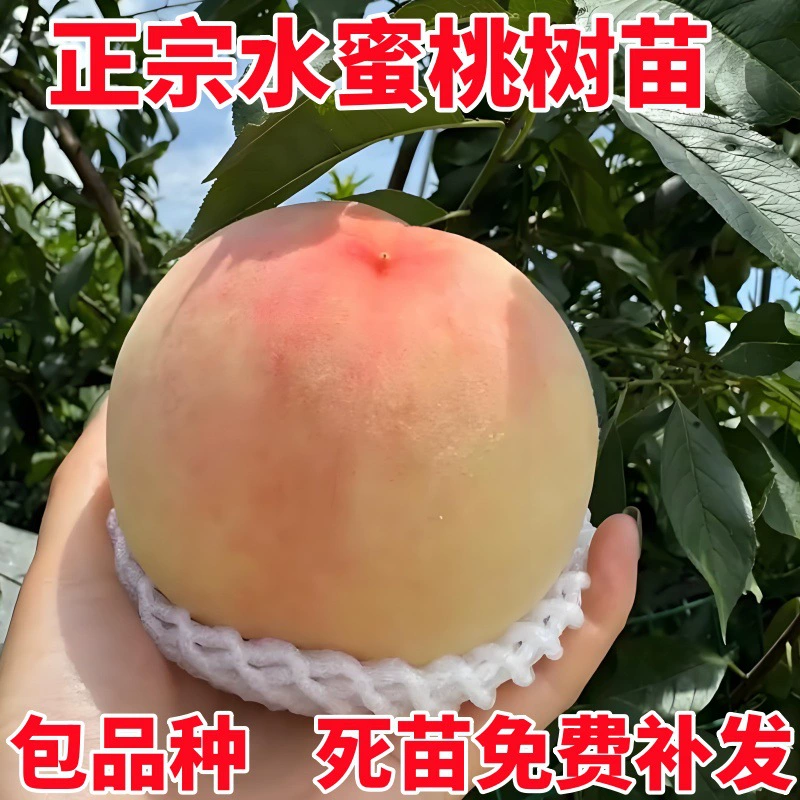 Саженцы персиковых деревьев, привитые на персиковые деревья, для посадки в северных и южных регионах, в очень больших горшках или на грунте, дающие урожай в том же году.