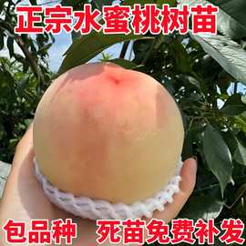 水蜜桃树果苗嫁接桃树苗南北方种植特大盆栽地栽当年结果桃树果苗