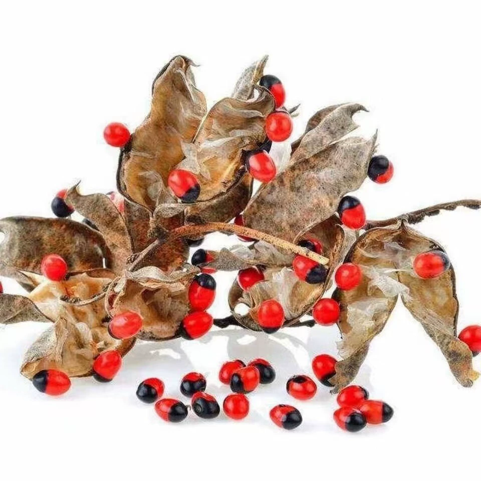 Оптовые семена акации, семена куриных материнских бусин, семена павлиньих бобов, семена красоты, семена красной фасоли