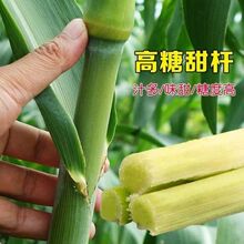 ��U��̷N�ӱ�������N�Ӹ����N�Ӹ��Ƕ�����֭���ˮ���N��