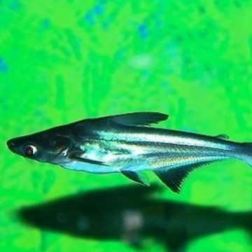Blue Shark Observation Fish Tropical Fish Little Shark Flat…