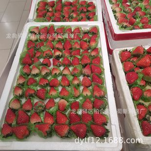 Strawberry Tray Sponge Lining/Strawberry Tray Sponge Lining/Strawberry Tray Sponge Inner Tray/Strawberry Tray Sponge Packaging