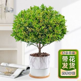��ˮ���m�����Ԏ����Gֲ�҃��ļ��_�������̓����՚���ú��B����