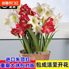 进口荷兰重瓣朱顶红种球室内外四季开花卉绿植盆栽植物好养活鬼魅