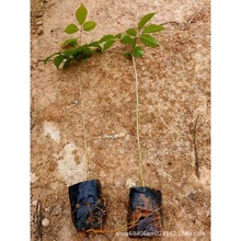 �ϻ��L�ľ�L�ľ���縣�����؈�r�ϻ��L�ľС��gӭ��ԃ��ľ