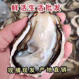 牡蛎生蚝批发生蚝广东包邮鲜活带壳新鲜水产海鲜海蛎子烧烤食材