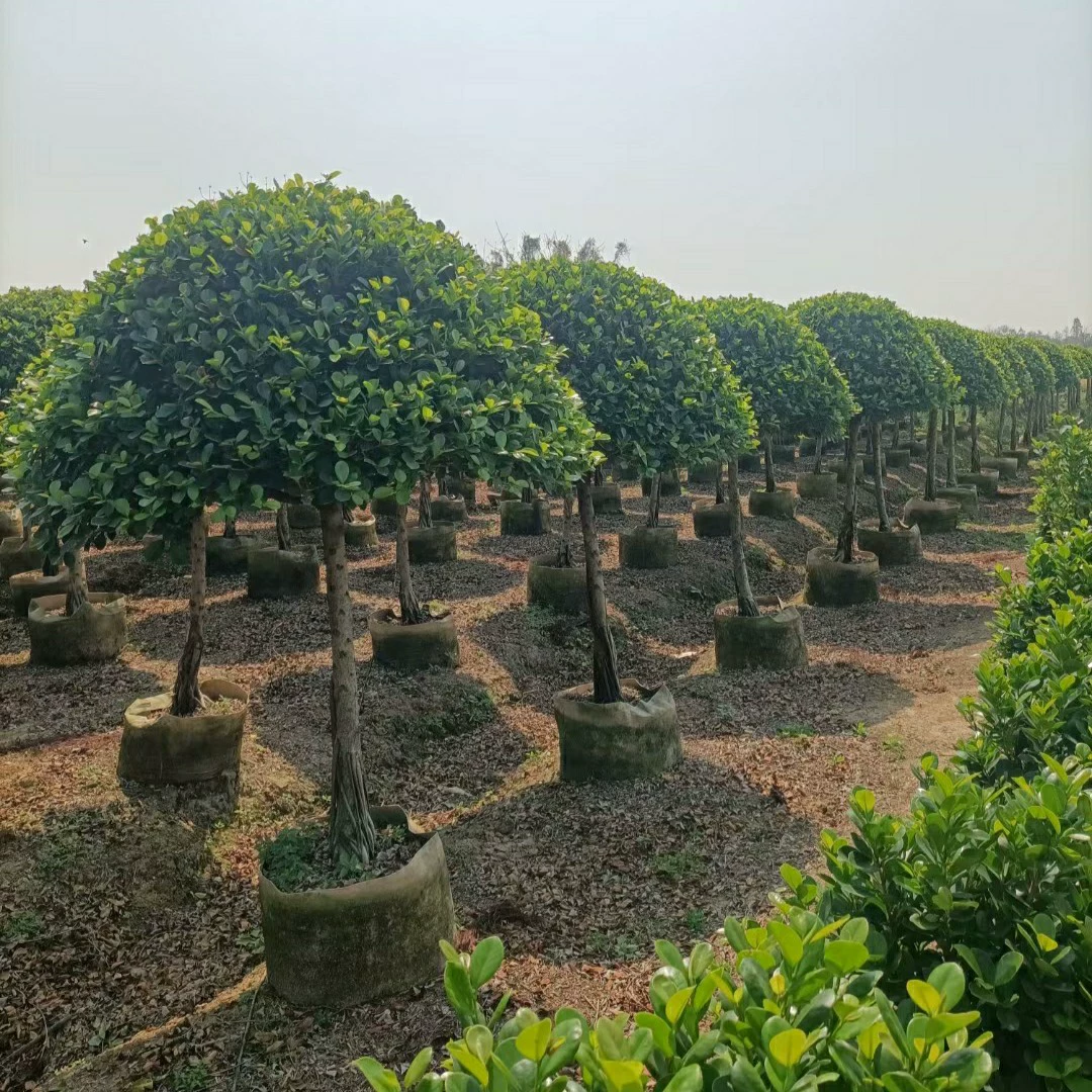 2204 база поставляет высокие сваи одностержневого вулканического фикуса