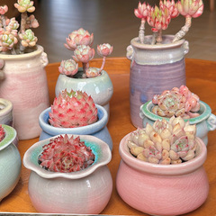 多肉植物植木鉢陶磁器流釉窯変創意かわいい通気粗陶植木鉢セットセット在庫一掃卸売り