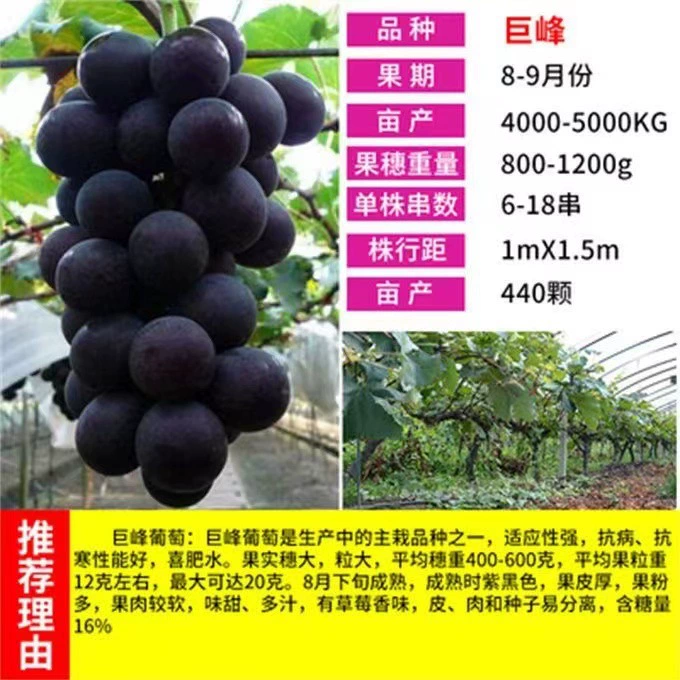 Саженцы винограда Кёхо (спецификации выше 0,5) низкая цена высокое качество саженцы винограда Кёхо саженцы винограда Шаньдун