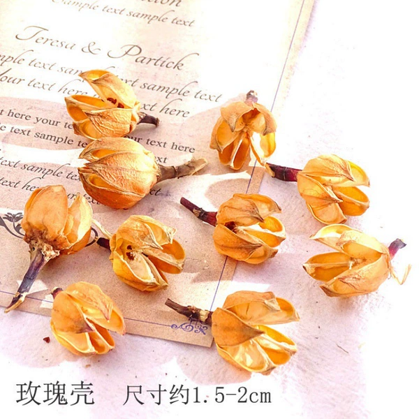 [桔色 玫瑰壳10个-干花包]