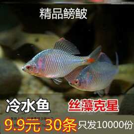 鳑鲏鱼观赏鱼冷水鱼原生鱼七彩旁皮鱼高体旁皮小型淡水鱼好养
