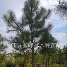 批发供应9公分湿地松 12公分湿地松15公分湿地松 湿地松树批发