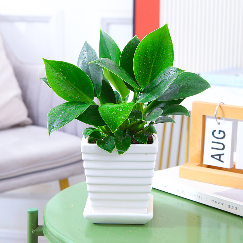 25-30cm 골드 다이아몬드 3개 + 테이퍼드 스트라이프 도자기 세면대 + 영양액 2개 ✦