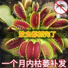 ��ω��ʳ�xֲ��ʳ�˻��i�\��é����׃��@��ͯ���B����