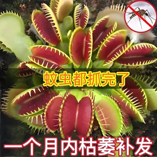 ��ω��ʳ�xֲ��ʳ�˻��i�\��é����׃��@��ͯ���B����