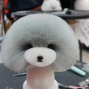 Meigu Teddy Head Model Fake Hair Pet Beauty School Practice Model Skeleton Fake Hair Taiwan MD Tool