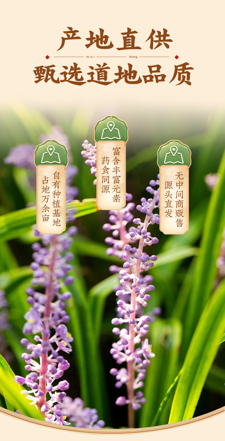 Sichuan Dwarf Lilyturf Root 250g Jar Mai Dong Herbal Tea for Daily Brewing overview