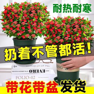 ����÷�����F���ľGֲ�҃�ֲ�ﻨ�ܿ͏d�쾰�[���������Ļ�