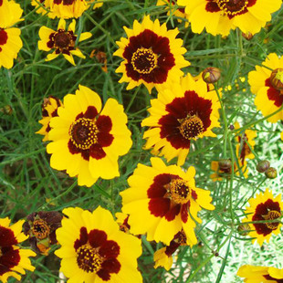 �S�ҹ�����Ŀ�շN��ɽ�^�m��·߅ͥԺ��������������ɽѩ�ջ��N��