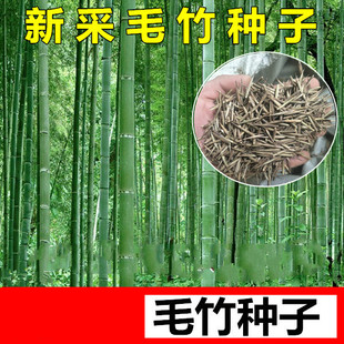 批发大型毛竹种子 青竹苗 刚竹 四季竹子 雷竹食用竹笋大青竹黄竹-阿里巴巴