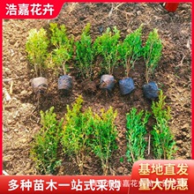 30-50公分瓜子黄杨价格    瓜子黄杨种植基地 青州花卉基地黄杨苗
