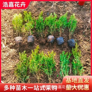 30-50���ֹ����S��r��    �����S��Nֲ���� ���ݻ��ܻ����S����