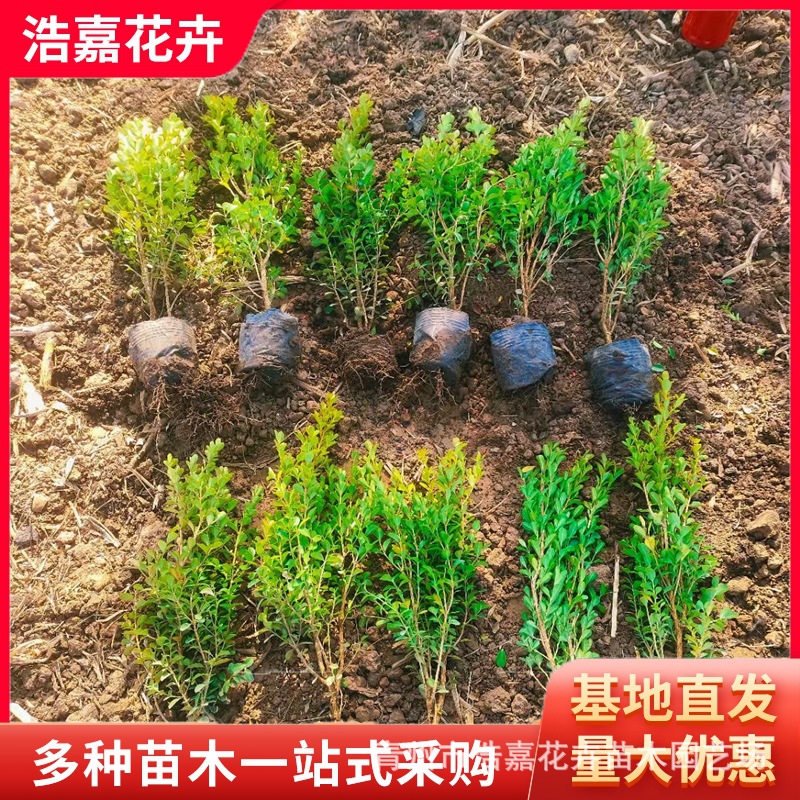 30-50公分瓜子黄杨价格    瓜子黄杨种植基地 青州花卉基地黄杨苗