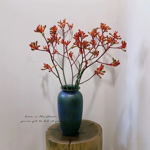 Sf Cold Chain Selected Yellow and Red Kangaroo Paw Flowers with Flowers Directly Shipped from Kunming, Yunnan for Home Hydroponic Cut Flowers
