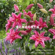 香水百合种球四季花卉耐寒好养百合花种球盆栽绿植室内花种子浓香