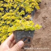 ���ؾG����ľ�е���G �hֲ����~�^·�S���� �o�¾G������