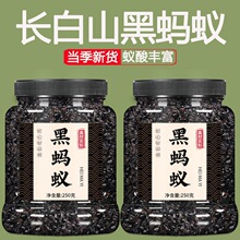 大黑蚂蚁正品个大干山蚁酸拟黑多刺泡酒料打粉