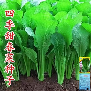 �ļ������~���˷N�Ӳ˷N�����Ʒ�N�����߲˷N�Ӳ��ѽ�˷N��